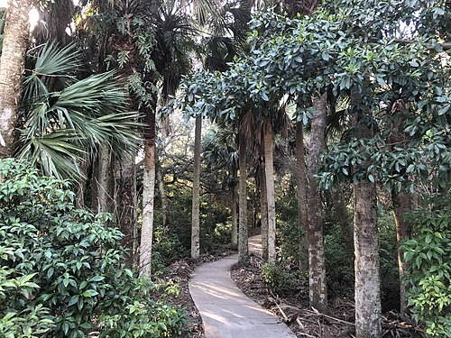 Curving trail through dense palm forest with lush greenery