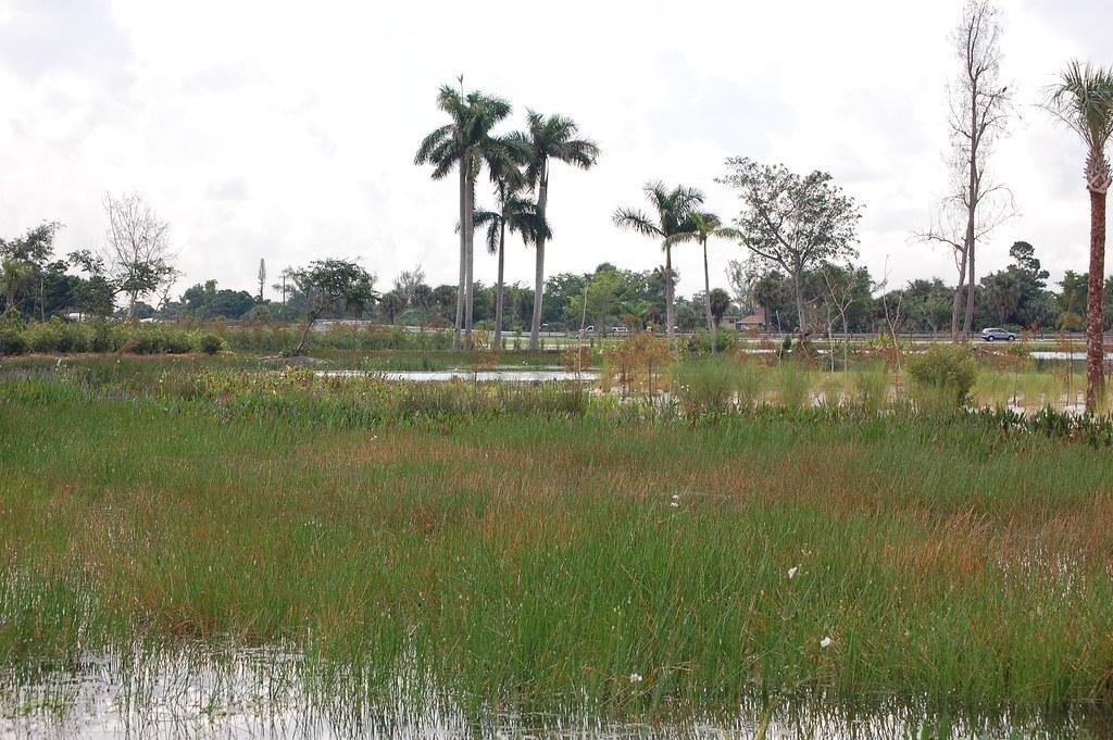 John Prince Park wetlands with grasses, palms, and cloudy sky.
