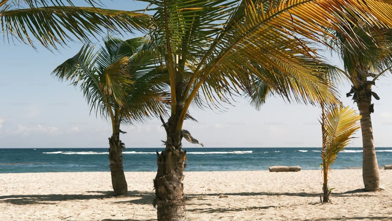 West Palm Beach shoreline with palms, sand, and turquoise sea. 